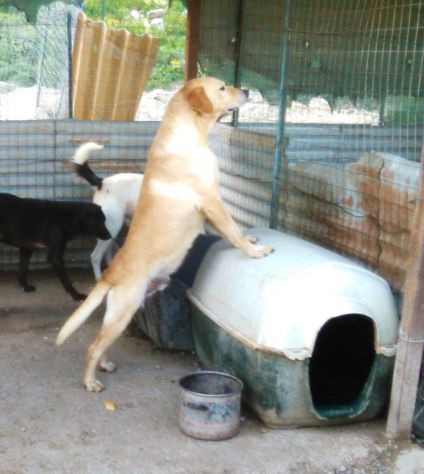 ADAMO, splendido mix labrador - Foto 8