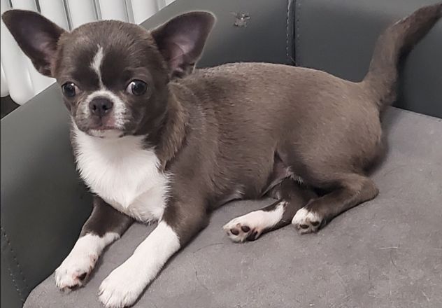 CHIHUAHUA PELO CORTO E LUNGO NO SMS SOLO CHIAMATE - Foto 3