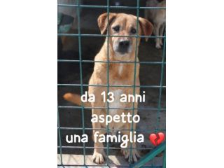 MARLEY 13 ANNI taglia media Marley è in Canile