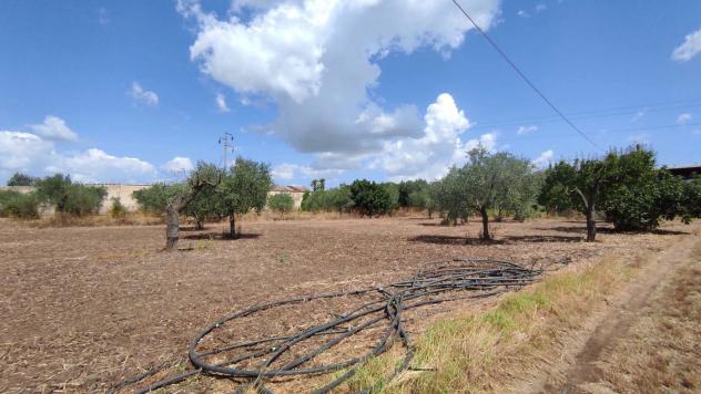 Terreno Agricolo - San Severo . Rif.: Cod. rif 3294216VCG - Foto 11