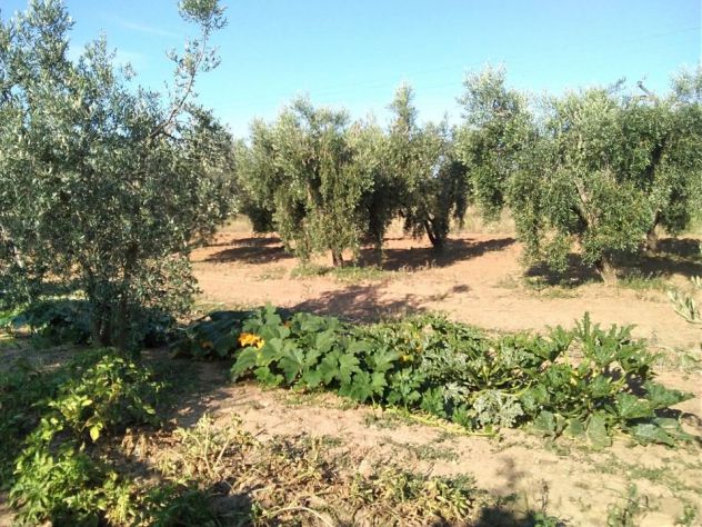 Terreno agricolo 1ha con annesso 26mq circa - Foto 9