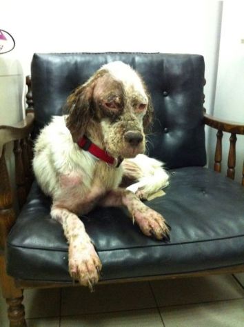 STELLA, dolce setterina - Foto 3