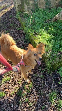PRISCILLA CERCA CASA CAGNOLINA IN ADOZIONE - Foto 2