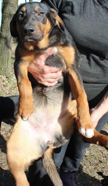 MARILYN, splendida cucciolona - Foto 3