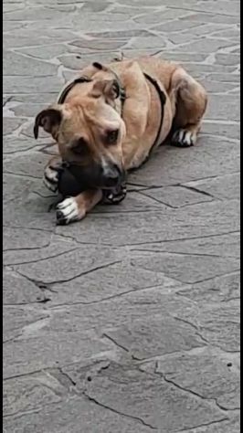 Mix molosso salito al nord rinuncia all ultimo..è tornato in Campania! - Foto 2