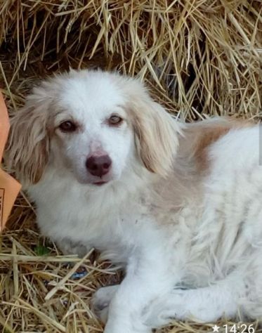 5anni kg 9 PARALIZZATA (autonoma nei bisogni) aspetta da tanto MARCHE