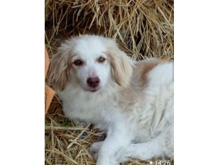 5anni kg 9 PARALIZZATA (autonoma nei bisogni) aspetta da tanto MARCHE