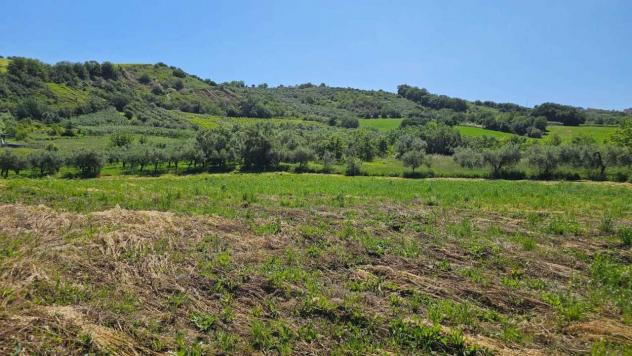 Uliveto in vendita a Castel Frentano