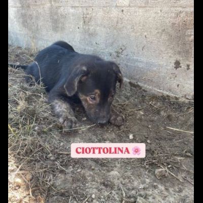 BETTY FRED BARNEY WILMA CIOTTOLINA TENERISSIMI CUCCIOLI IN ADOZIONE