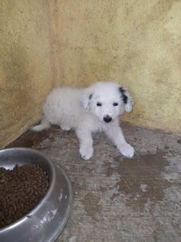 CUCCIOLA 2/3 MESI TAGLIA MEDIA GRANDE IN CANILE - Foto 2