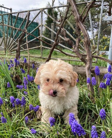 maltese cuccioli