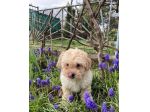 maltese cuccioli