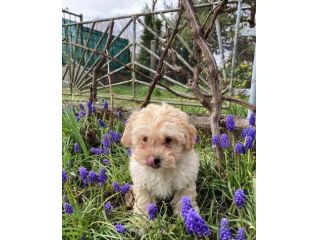 maltese cuccioli