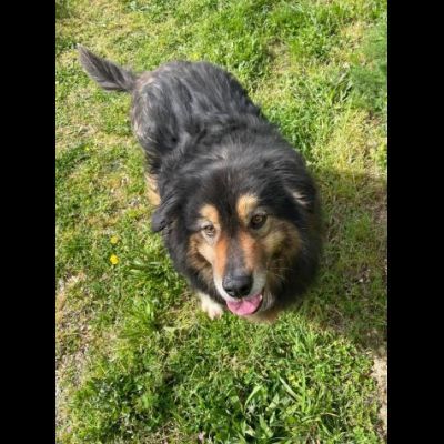 MARTIN SOCIEVOLE CANE IN ADOZIONE - Foto 3