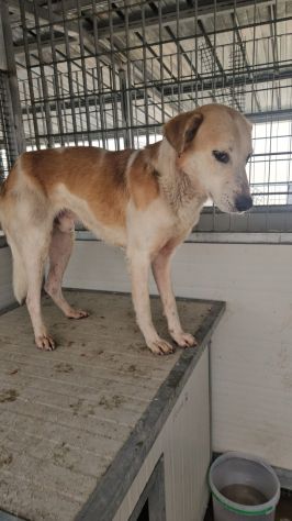 Gerry: equilibrato, docile, socievole - Foto 4