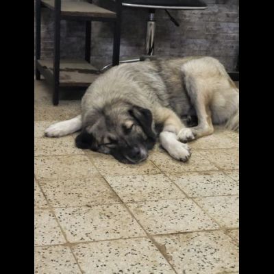 Meravigliosa PRINCESSE CAGNOLONA IN ADOZIONE - Foto 8