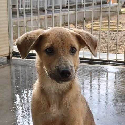 Paride dolce cucciolo in adozione - Foto 2