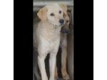 ETTORE L' OCCASIONE PER APRIRSI ALLA VITA CUCCIOLO IN ADOZIONE