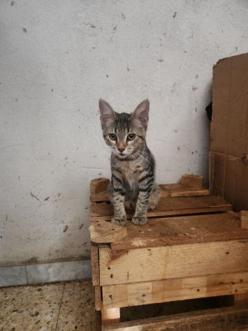 3micini quasi 3mesi tigrati vivono in 1stanza.CALABRIA - Foto 4