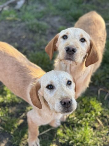 KIRA e KALA, cucciolone mix LABRADOR! Dolcissime - Foto 2