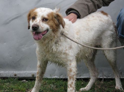 BOBI, mix setter - Foto 3