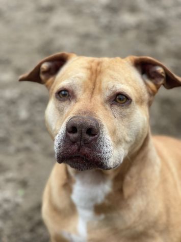 Dea Pitbull Red Nose sfortunata..da 1vita in canile..sta invecchiando! NAPOLI