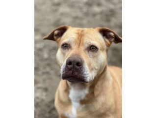 Dea Pitbull Red Nose sfortunata..da 1vita in canile..sta invecchiando! NAPOLI