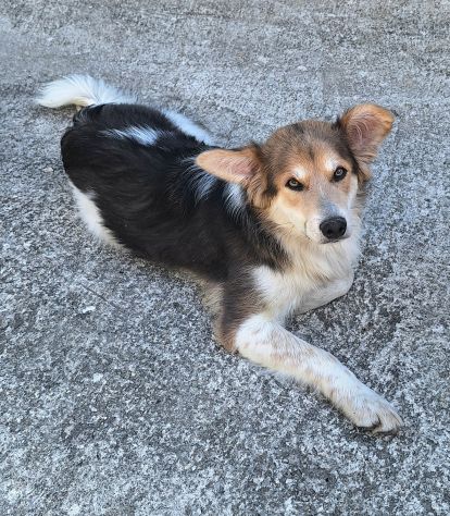 Kaan 8 mesi mix border collie - Foto 3
