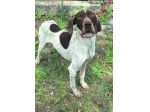 Goya 3 anni bracco