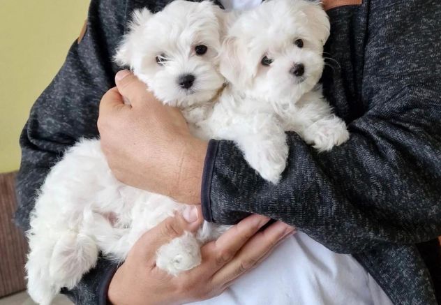maltese cuccioli