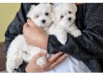 maltese cuccioli