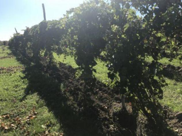 Terreno di 18000 m² in vendita a Carpi - Foto 4