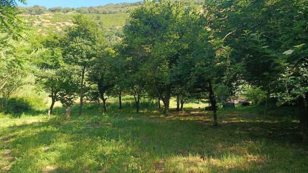 Vigneto in vendita a Castel San Giorgio - Foto 2