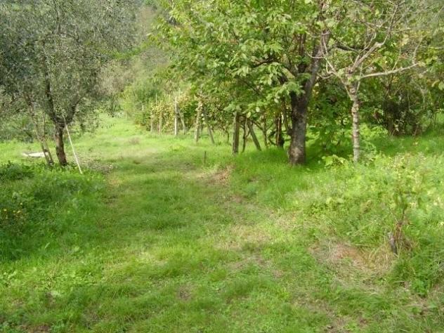 Terreno edif. residenziale in vendita a Margine Coperta - Massa e Cozzile 900 mq Rif: 1099211