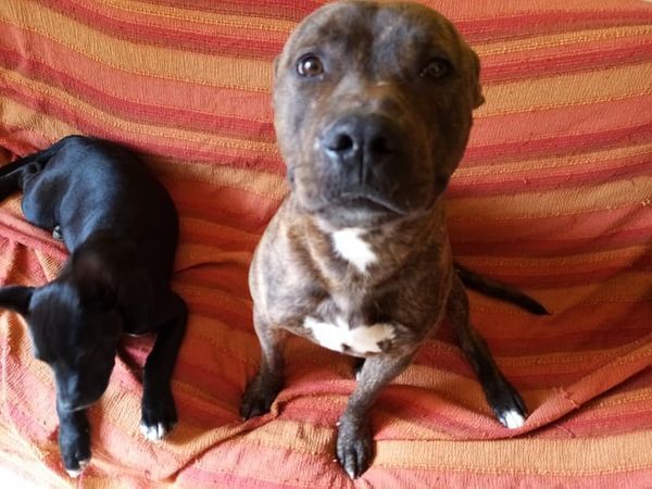 Pitbull 5/6anni tigrato equilibrato dalla cantina al canile! PARMA - Foto 4