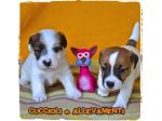 Jack Russell (Russel) Cuccioli (Pedigree/Allevamento)