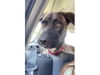 Marvin bellissimo cagnolone tigrato
