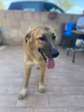 Tonino cucciolo - Foto 2