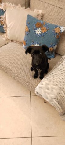 PALLINO, cucciolo amoroso - Foto 2
