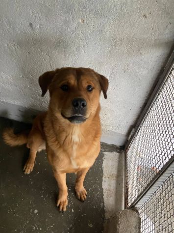 SIGFRIDO UNO SPLENDORE CANE IN ADOZIONE - Foto 6