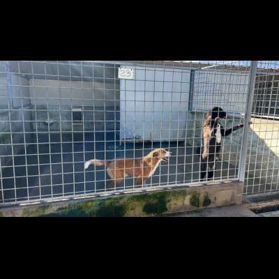 DOLCI GIOVIALI CAGNOLINI IN ADOZIONE - Foto 3