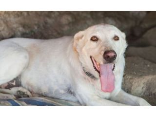 GIOIA, mix labrador dal carattere meraviglioso