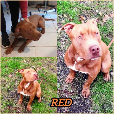 RED MERAVIGLIOSO PITT HA BISOGNO DI VOI