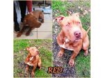 RED MERAVIGLIOSO PITT HA BISOGNO DI VOI