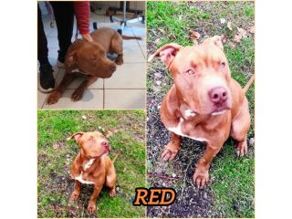 RED MERAVIGLIOSO PITT HA BISOGNO DI VOI