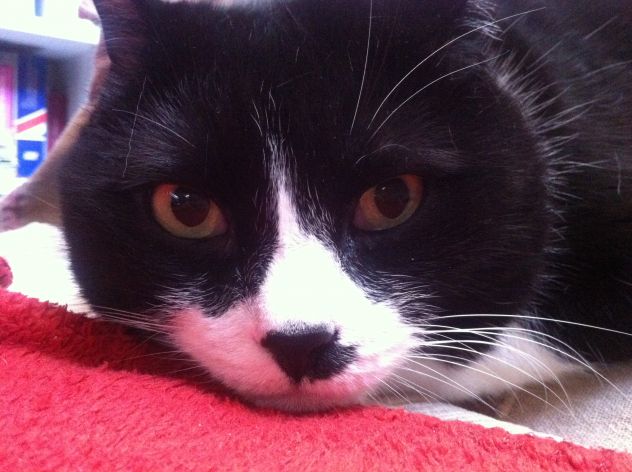 Dog and cat sitter - Foto 5