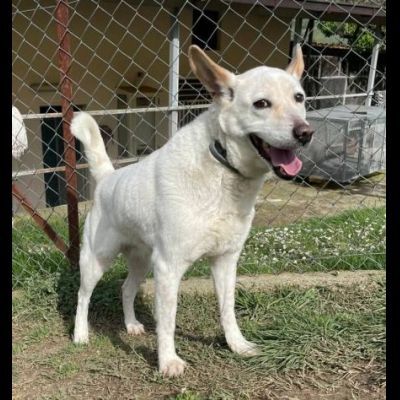 CUKY SEMPLICEMENTE DELIZIOSA CAGNOLINA IN ADOZIONE - Foto 9