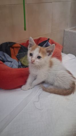 GATTINI DOLCISSIMI