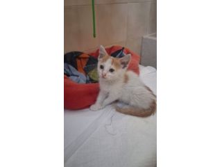 GATTINI DOLCISSIMI