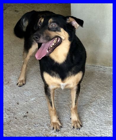 NEO, DOLCISSIMO CAGNOLINO SOLO IN CANILE CERCA CASA - Foto 5